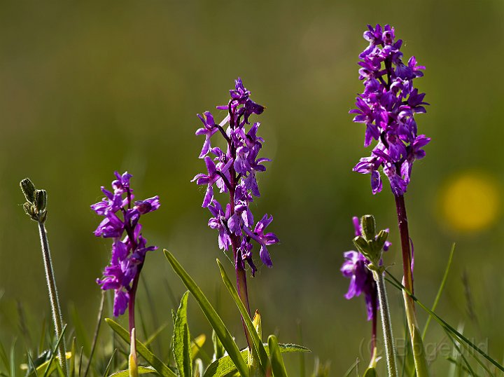 S-t Pers Nycklar.jpg